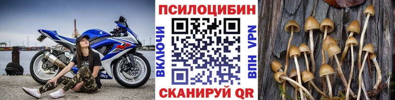 Купить  Сухиничи  Галлюциногенные грибы Cubensis 